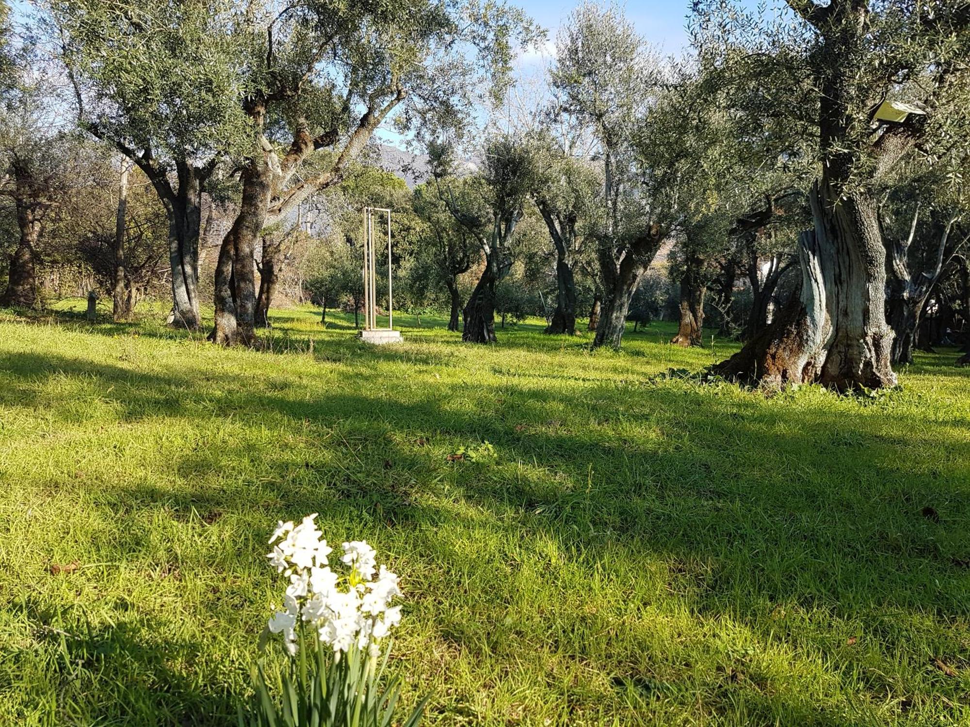 Antico Uliveto Guest House Seravezza Exterior photo
